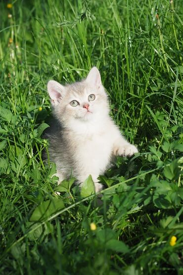 Продажа кошек: Британская короткошёрстная, 3 месяца, Девочка, Серебристая шиншилла, С документами, Приучена к лотку
