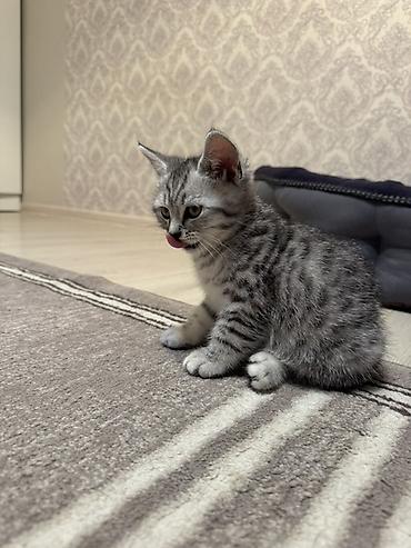 Продажа кошек: Очаровательный котёнок шотландской вислоухой породы в серебристом — 10