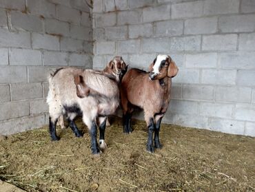 в связи с переездом отдам попугая жако в добрые руки: Продаю | Козёл (самец) | Полукровка