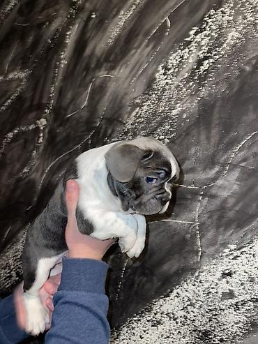 Psi: Francuski buldog štenci – merle i bele šare, plave oči - Rasa — 15