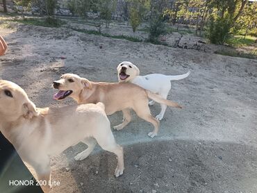 щенки на продажу: Labrador-retriver, 4 ay, Dişi, Peyvəndli, Ünvandan götürmə