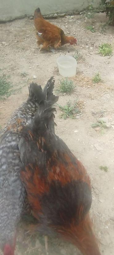 kirpi toyuq: Cəmi 4 eded cavan kənd xoruzlar idi tecılı satilirMəhsul: Yerli — 4