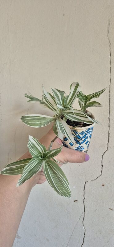 ваза стеклянная прозрачная высокая без узора: Tradescantia Nanouk (variegat) – asma/baca üçün dekorativ ev bitkisi