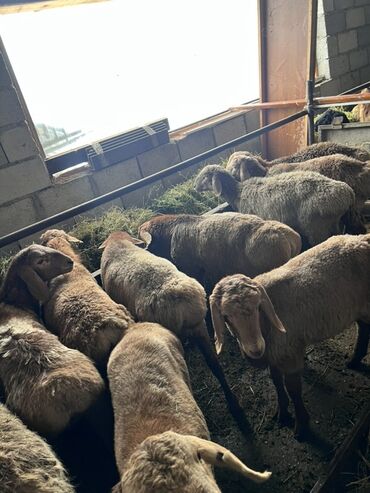 Бараны, овцы: Продаю | Баран (самец) | Эдильбаевская | Для разведения — 7