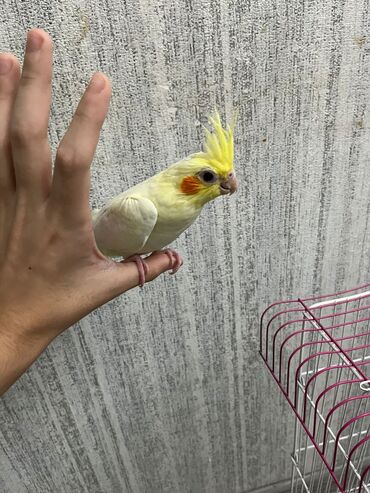 Digər kənd təsərrüfatı heyvanları: Karella - Qəfəs: ağ metal karkaslı, iki mərtəbəli hündür — 7