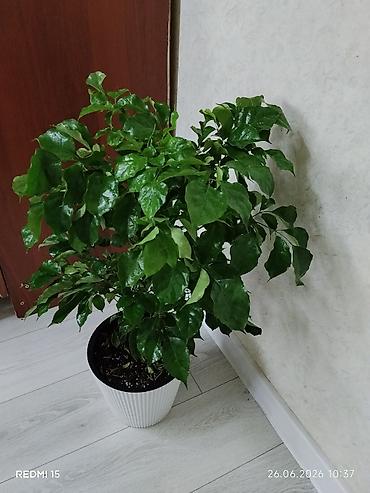 Комнатные растения: Комнатное растение в горшке — декоративный куст с глянцевой — 2