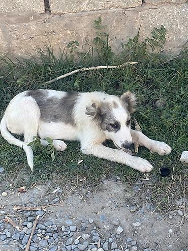 doyuş iti: Məhsul: Gənc itlər (2 baş) Bag evi olanlar ucun, dishi tula, aktiv — 7