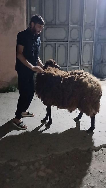 qara kanada: Qoyun – ətlik və damazlıq üçün - Cins: qaragül tipli yerli qoyun — 1
