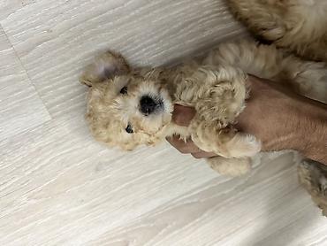 İtlər: Pudel, 1 ay, Erkək, Pulsuz çatdırılma — 4