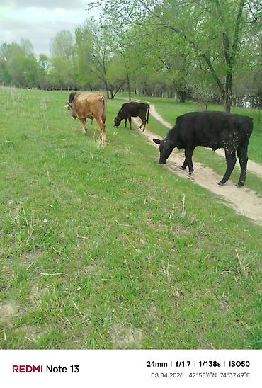 Коровы, быки: Продаю | Бык (самец) — 3