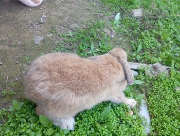 new holland: Holland lop. ilk 3 shekildeki dishi, son shekillerdeki erkeydir