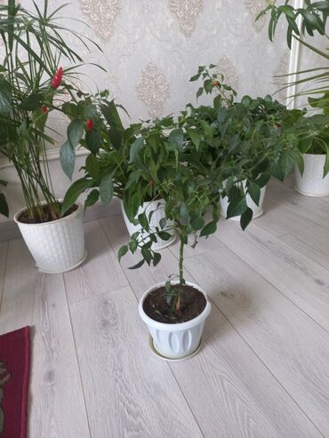 Другие комнатные растения: Молодой саженец лимона, выращенный в домашних условиях. Растение имеет at lalafo.kg — 1 Другие комнатные растения: Молодой саженец лимона, выращенный в домашних условиях. Растение имеет — 1