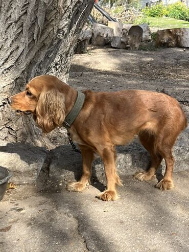 i̇tlər doberman: Koker spaniyel