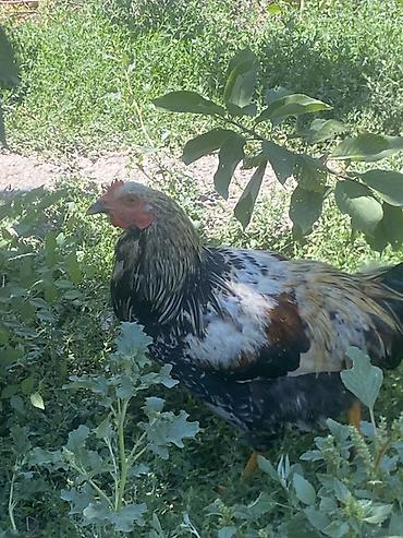 бойцовый курицы: Продаю | Петух | Для разведения — 6