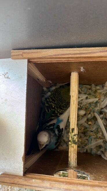 Tavalar: Taxta yuva qutusunda yaşıl və mavi rənglərdə olan budgerigar quşu