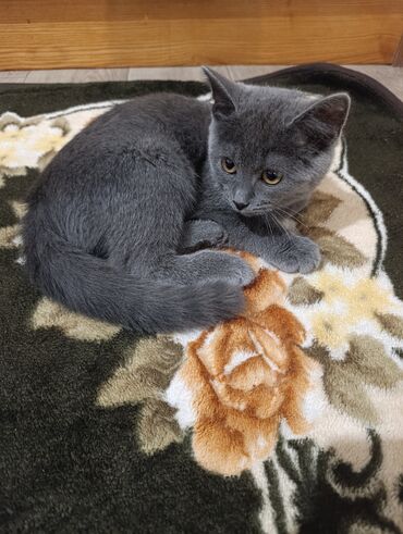 вислоухие коты серые: Серый домашний кот с короткой шерстью и круглыми глазами цвета янтаря