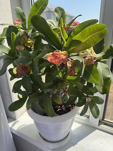 кой аштоо: Комнатное растение — Эуфорбия Милла (Euphorbia milii, «Корона Христа») — 4