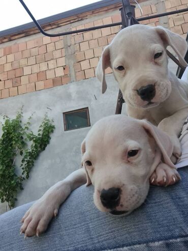Psi: Na prodaju 9 prelepih štenaca DOGO ARGENTINO, 1 ima flekicu na oku i — 1