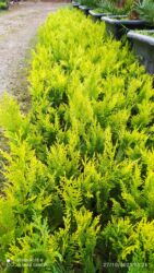 3d kafel metlax: Leylandıra gold şitilleri sifariş üçün əlaqə saxlaya bilərsiz whatsapp