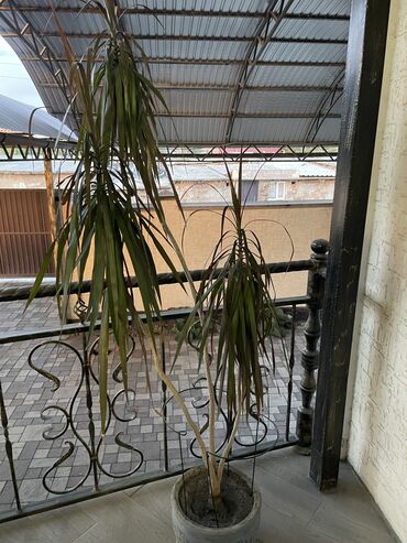 ротерная косилка: 🌿 Продаю большое декоративное растение — Драцена Маргината 🌿 (идеально