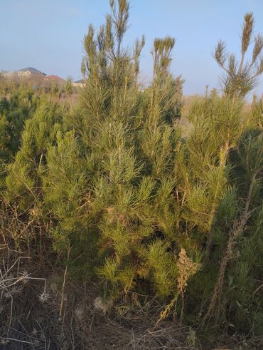 Şitillər: Satılır: iynəyarpaq şam ağacları (fidanlar) - Növ: Şam (Pinus) – — 13