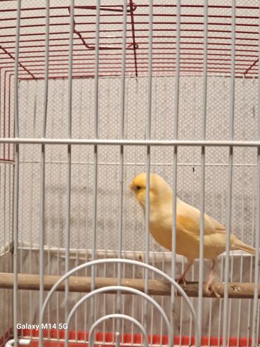 Bülbüllər: Erkək və mayalar satılır hazır quşlar hər qiymətə var — 10