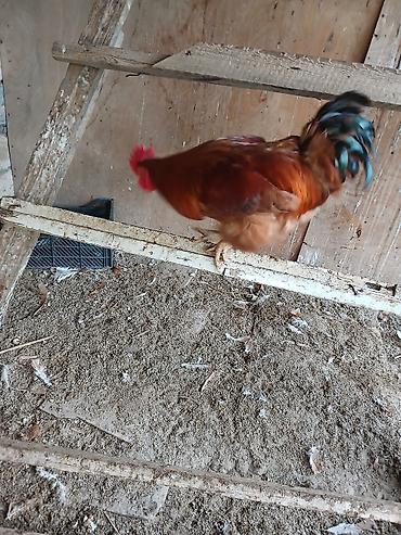 gold hen: Hamşira sortu - Cins: yerli ət–yumurta istiqamətli xoruz - Rəng — 2