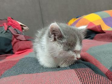 Отдам даром кошку: Кошка даром: Беспородная, 1 месяц, Девочка — 1
