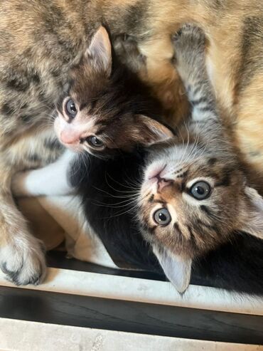 новорожденный котенок: Мышык бекер берилет: Породасыз, 2 айлык, Ургаачы, Лотокко барууга үйрөтүлгөн