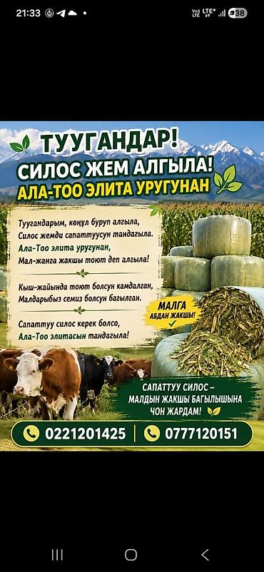 зелёный корм: Силосный корм «Ала-Тоо Элит» — высококачественный рацион для КРС и — 2