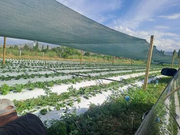 продам шиповник: Декор для дома и сада, Камуфляжная маскировочная сеть