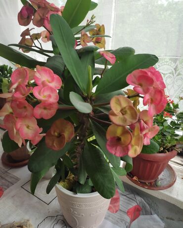 орхидея купить бишкек: Другие комнатные растения