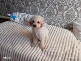 фонд помощи животным: Ит кууту: Пудель, Эркек, 1 жаш, Эмделген