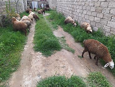Qoyunlar, qoçlar: Qoyun sürüsü – 20+ baş - Cins: yerli qarışıq (ağ, qəhvəyi və tünd — 5