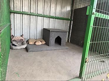 выгул: Гостиница для собак ( Передержка),предоставляем услуги по временному — 2
