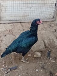 Toyuqlar: Heyratı toyuq satılır bir ədədi 60 manatdır tam sağlamdır türk sortudu -da lalafo.az — 10 Toyuqlar: Heyratı toyuq satılır bir ədədi 60 manatdır tam sağlamdır türk sortudu — 10