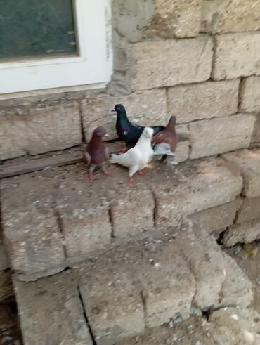 Göyərçinlər: 4 ədəd 20 m