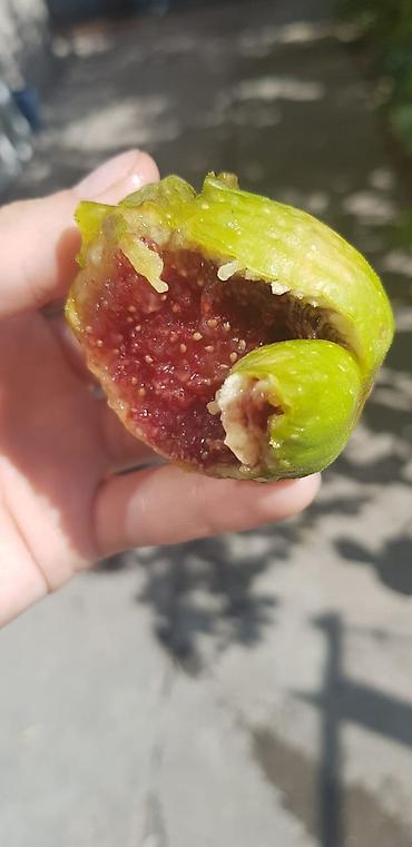 Другие фрукты: ИНЖИР ✅🌱 В весенний период!!!🌱 Откроем сезон продаж саженцев инжира — 8