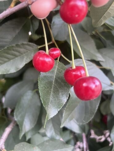 кулпунай кочоту: Саженцы : Вишня, Самовывоз