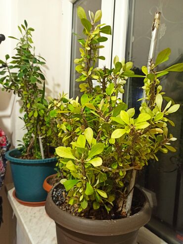 Otaq bitkiləri: Masazır ev gülləri — 3