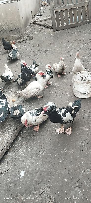 yerli qaz: Qaz ordey qaz 40 ordey 20 25 — 2