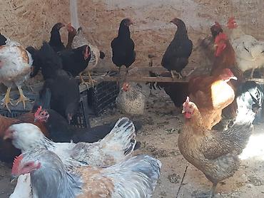 Куры, петухи: Продаю | Петух, Куры | Домашняя | На забой, Для разведения, Несушки — 10