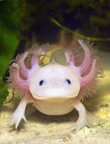 aqvarium: Aksolotl – unikal su amfibiyası (Ambystoma mexicanum) - Rəng — 1
