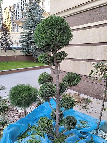 земля коп: 🌿 Ухоженный участок без лишних хлопот! Предлагаем профессиональное — 2