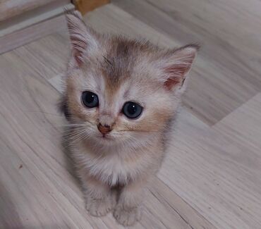 Pişiklər: Şotland, Erkək, Dişi, Yaxşı əllərə, Ünvandan götürmə — 11