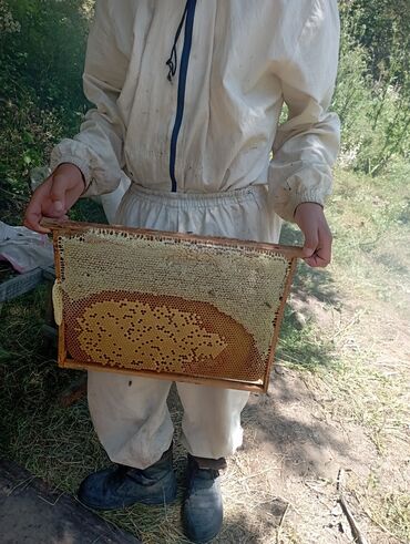 продаю кур: Бал сатылат