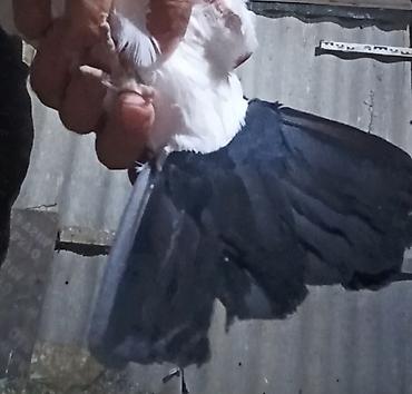 Göyərçinlər: Məhsul:Salam damazlıq sağlam bala verən quslarimdir, erkey oynaq göy — 11