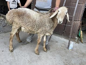 Баран, овца: Продаю | Баран (самец) — 13