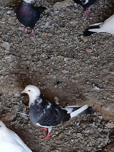 qaşqaldağ quşu: Ümumi 9 heyvan cəmi 50 AZN tək tək qiymət fərqlidir içində boynugullu — 4