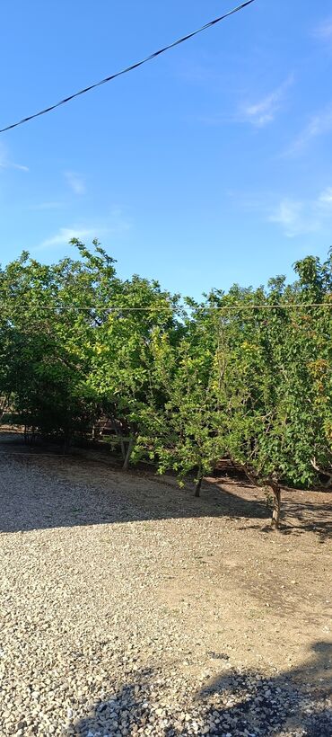 Torpaq sahələrinin satışı: 8 sot, Tikinti, Mülkiyyətçi, Kupça (Çıxarış) -da lalafo.az — 10 Torpaq sahələrinin satışı: 8 sot, Tikinti, Mülkiyyətçi, Kupça (Çıxarış) — 10